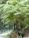 Bosque Estatal de Toro Negro - OROCOVIS, JAYUYA, JUANA DÍAZ